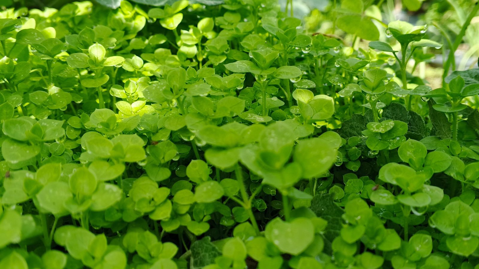 An area in the garden covered in Mentha requenii appearing to have small round leaves and thin stems with water droplets on them