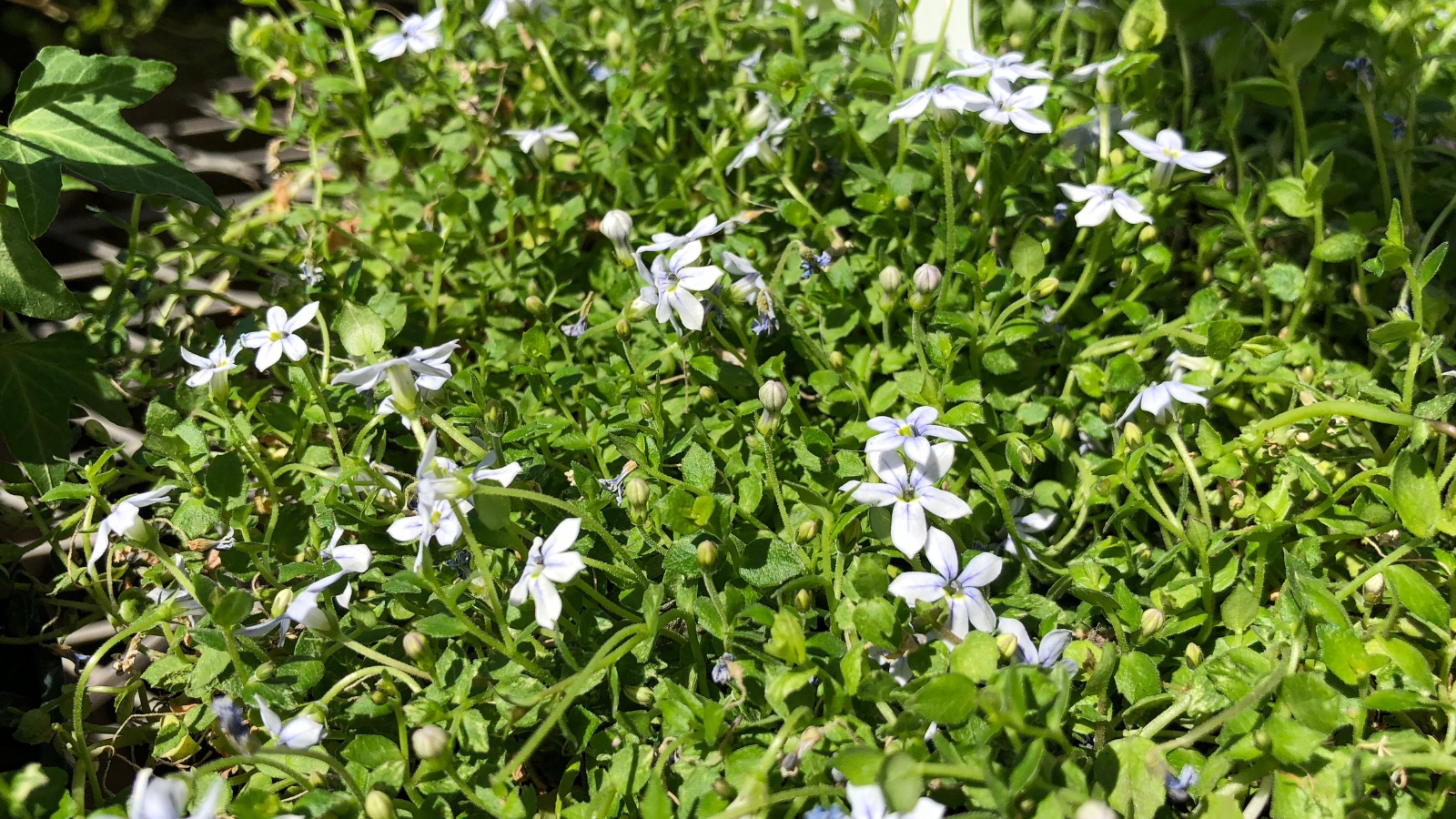 A dense garden bed blanketed by tiny Isotoma fluviatilis flowers and soft green foliage.