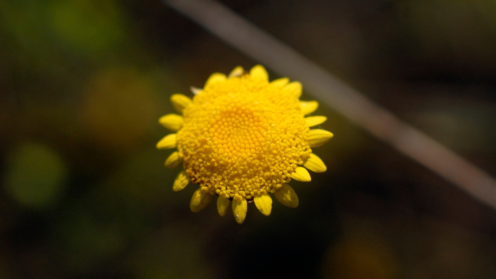 A detailed view of a Cotula coronopifolia flower with bright yellow petals and a compact, textured center.