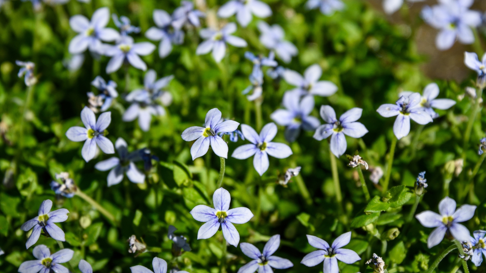 A group of light blue Isotoma fluviatilis flowers densely packed on green stems, spreading through the garden.