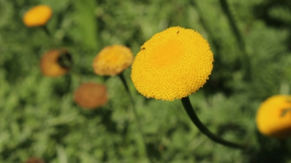 Vibrant yellow flower heads of Cotula coronopifolia scattered across dark green stems with small leaves.
