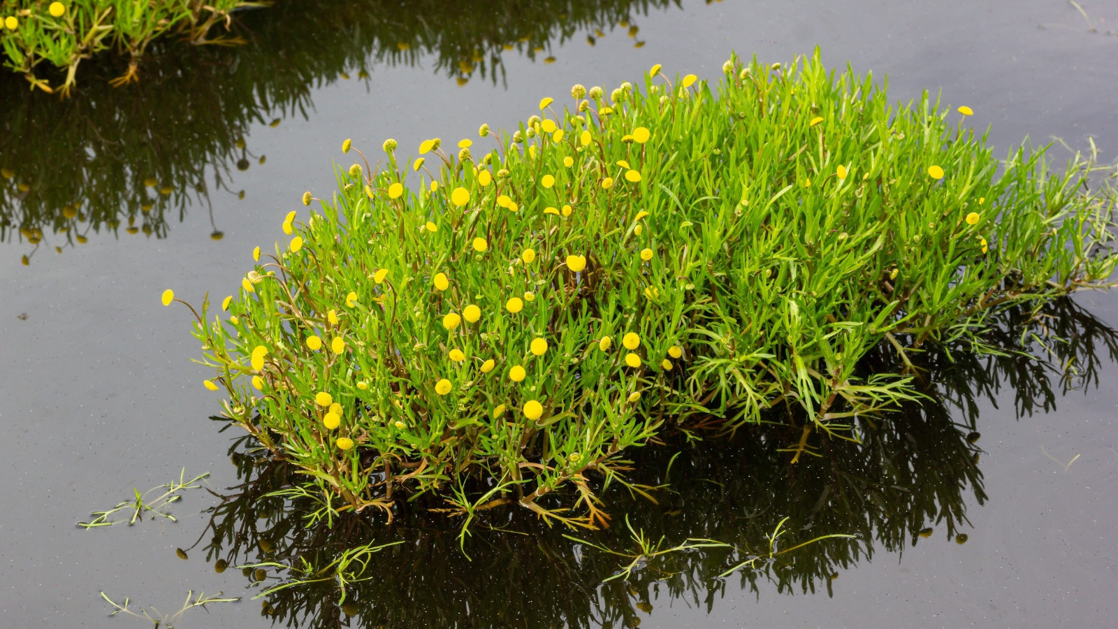 Cotula coronopifolia growing on a small grassy mound surrounded by calm water, with yellow blooms dotting the greenery.