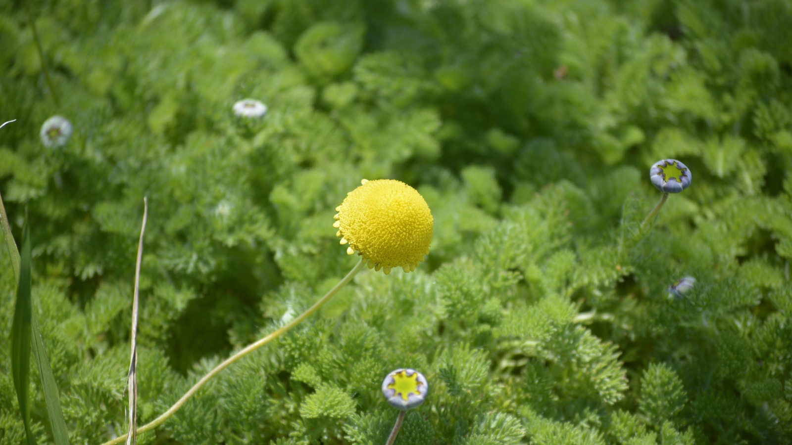 A lone Cotula coronopifolia flower surrounded by feathery green leaves and tiny white daisies in the grass.