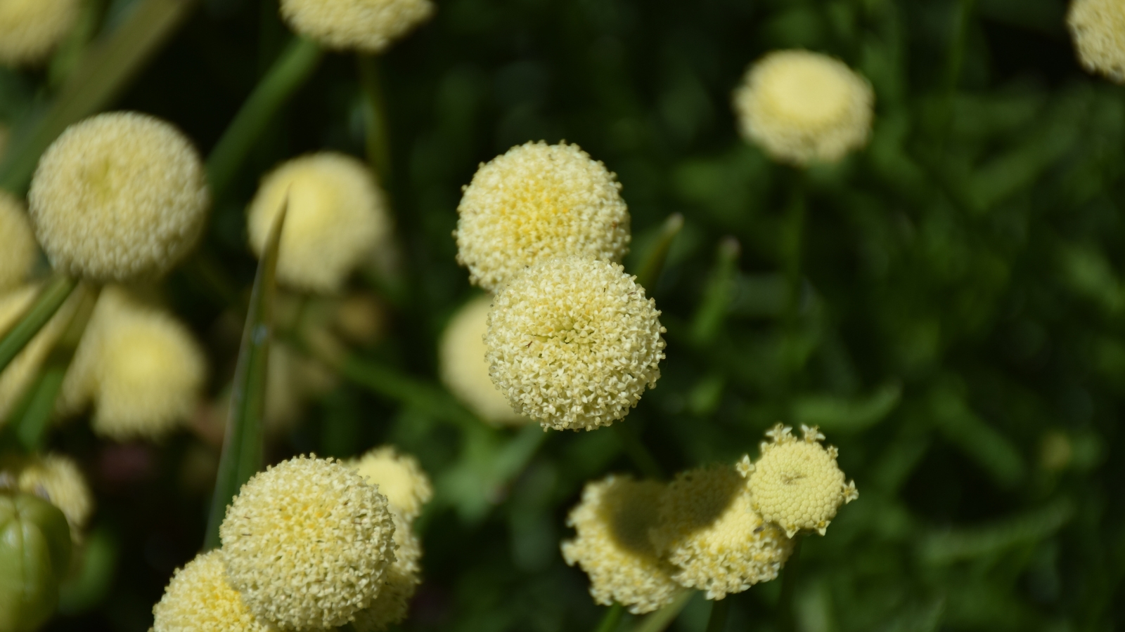 Cotula coronopifolia plants with pale yellow, nearly cream-colored blooms clustered in a soft, rounded shape.