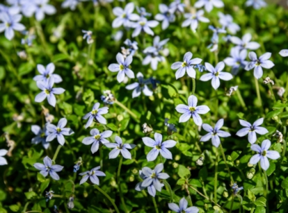 A thick, spreading ground cover filled with delicate light blue Isotoma fluviatilis blooms on vibrant green foliage.