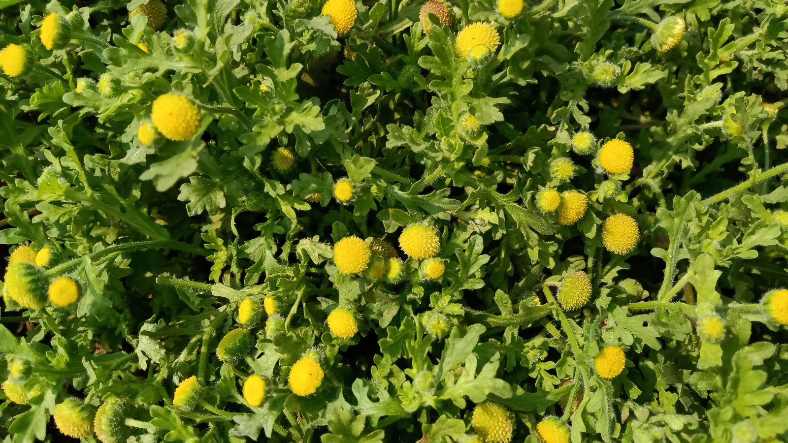 A thick cluster of Cotula coronopifolia plants with numerous bright yellow blooms nestled in lush green foliage.