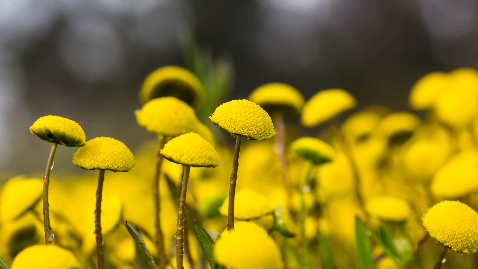 Bright yellow Cotula coronopifolia flower heads rising above their fine green foliage, filling the scene.
