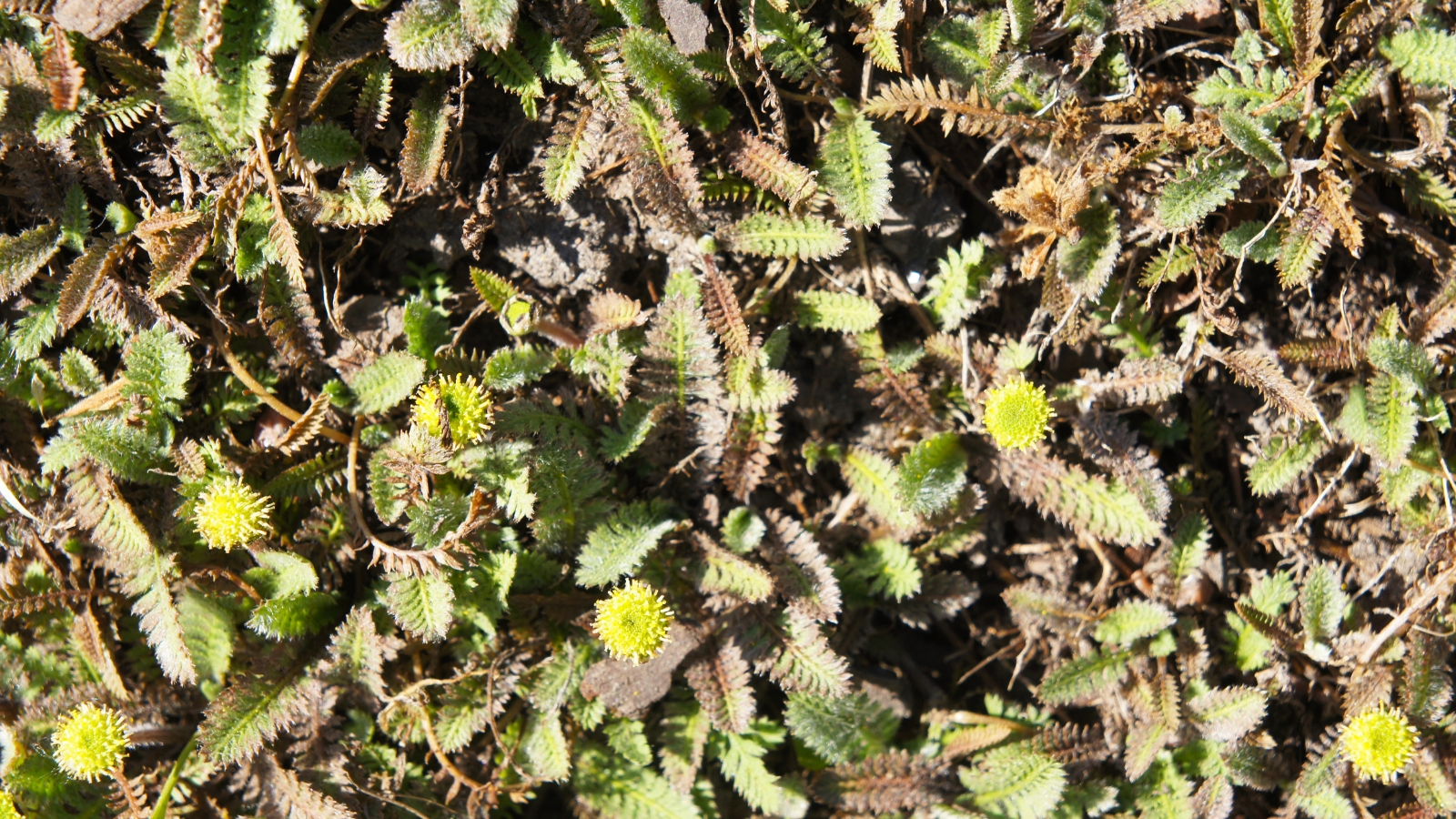 Spreading carpet of Cotula coronopifolia plants with small yellow flower heads scattered across the leafy ground.