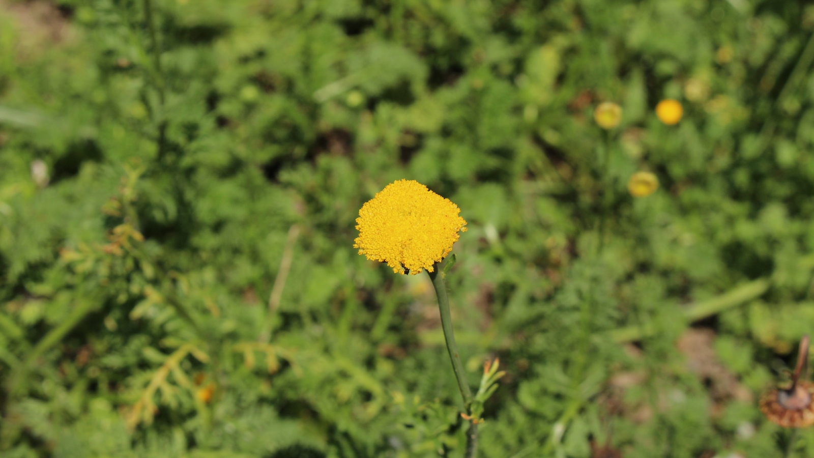 A single Cotula coronopifolia flower standing out in a patch of delicate green leaves.