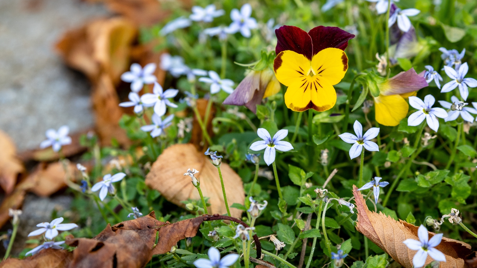 A colorful mix of pale blue Isotoma fluviatilis flowers and a single bright yellow viola bloom scattered among dried leaves.