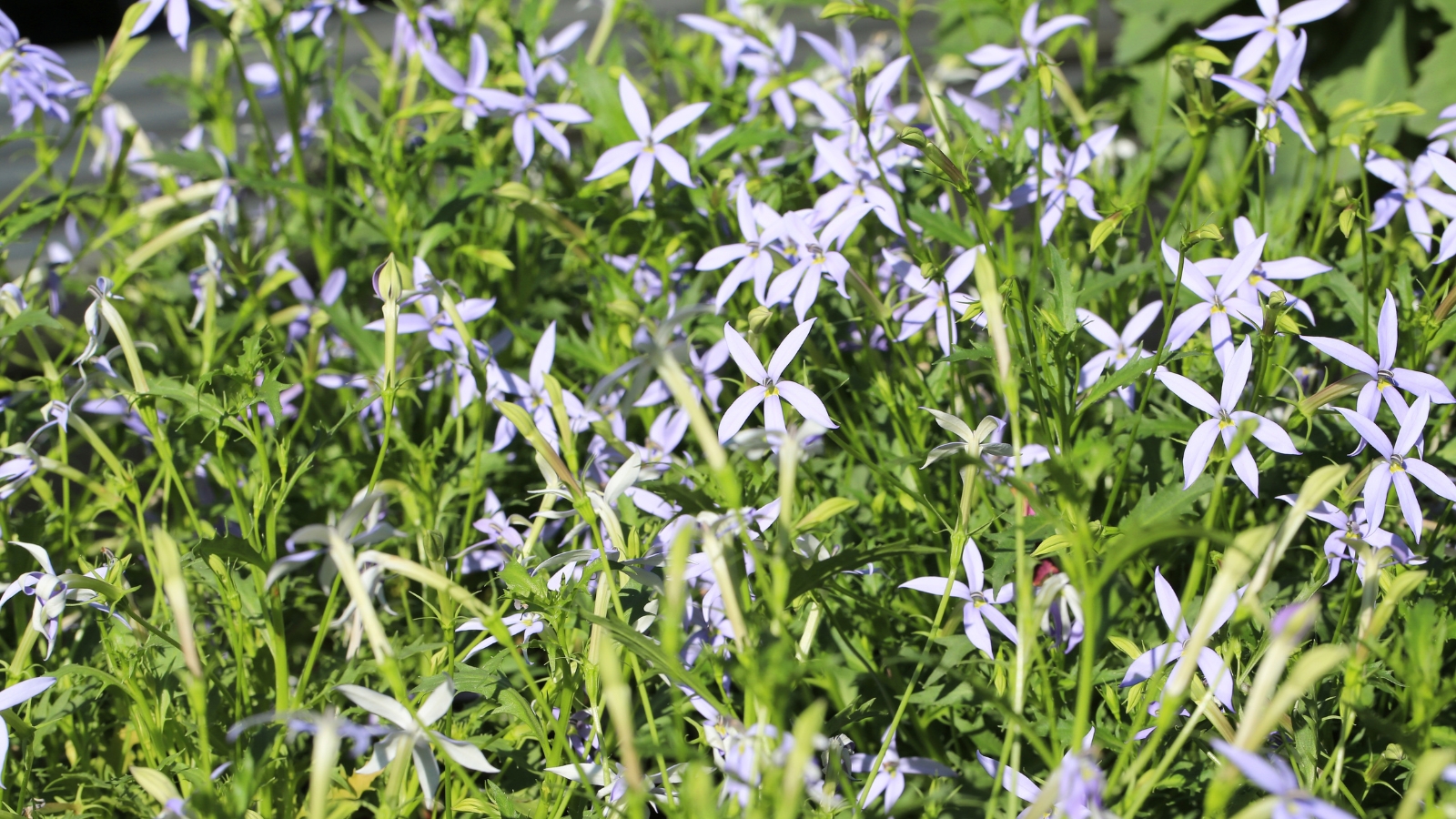 A dense spread of tiny Isotoma fluviatilis flowers creating a soft blue and green carpet.