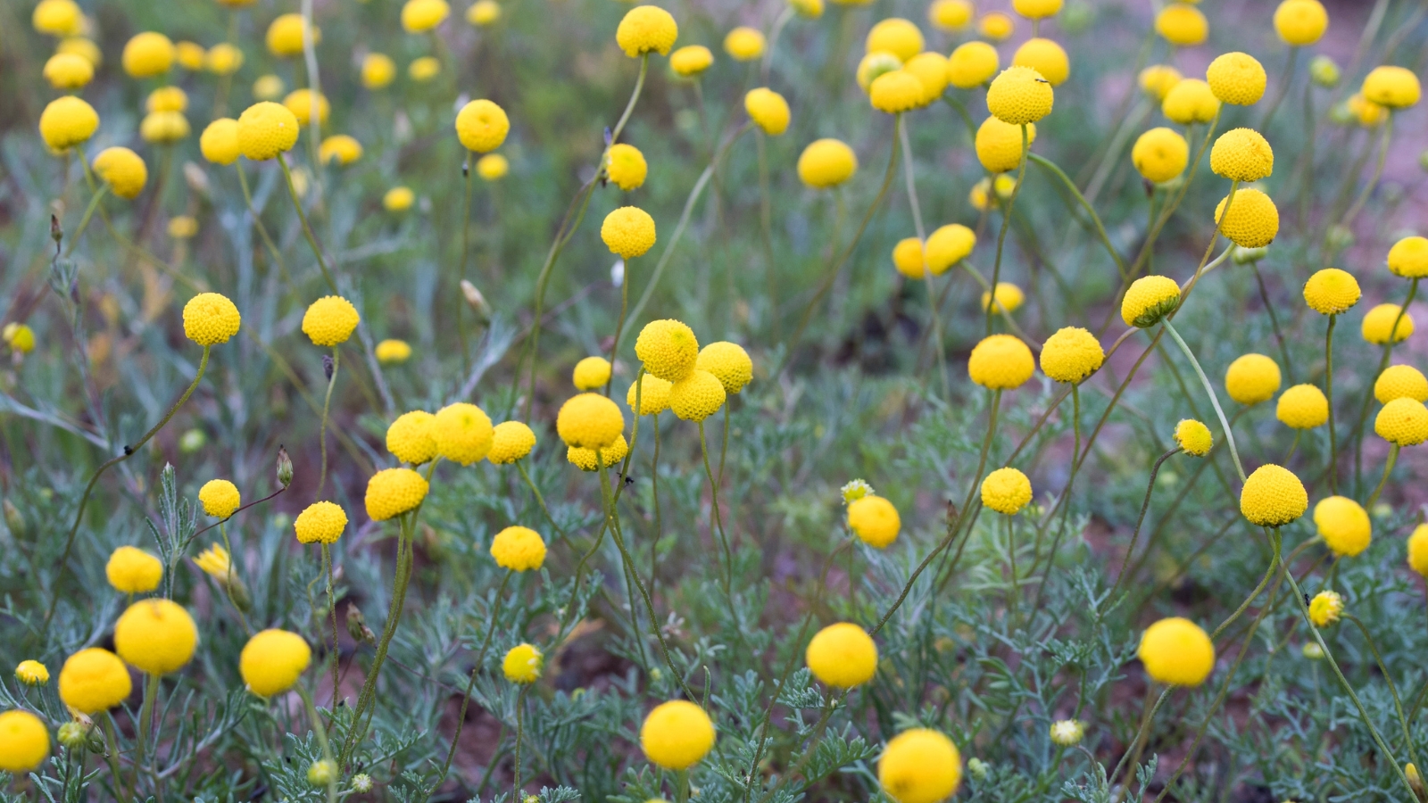 A meadow blanketed in Cotula coronopifolia, their yellow flower heads creating a sea of tiny glowing dots.