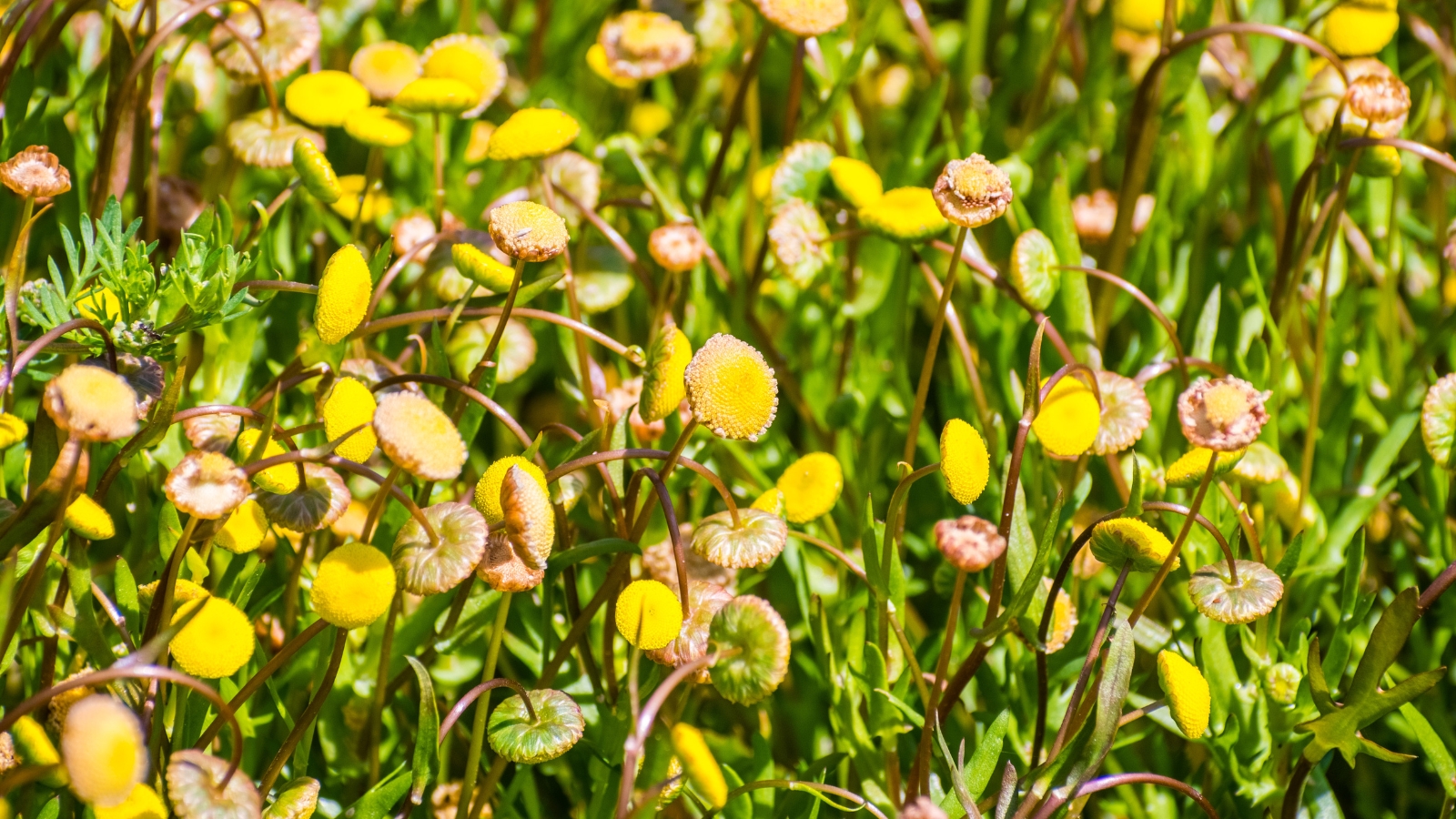 Cotula coronopifolia plants with yellow flowers and unopened buds mixed into a bed of thick green foliage.
