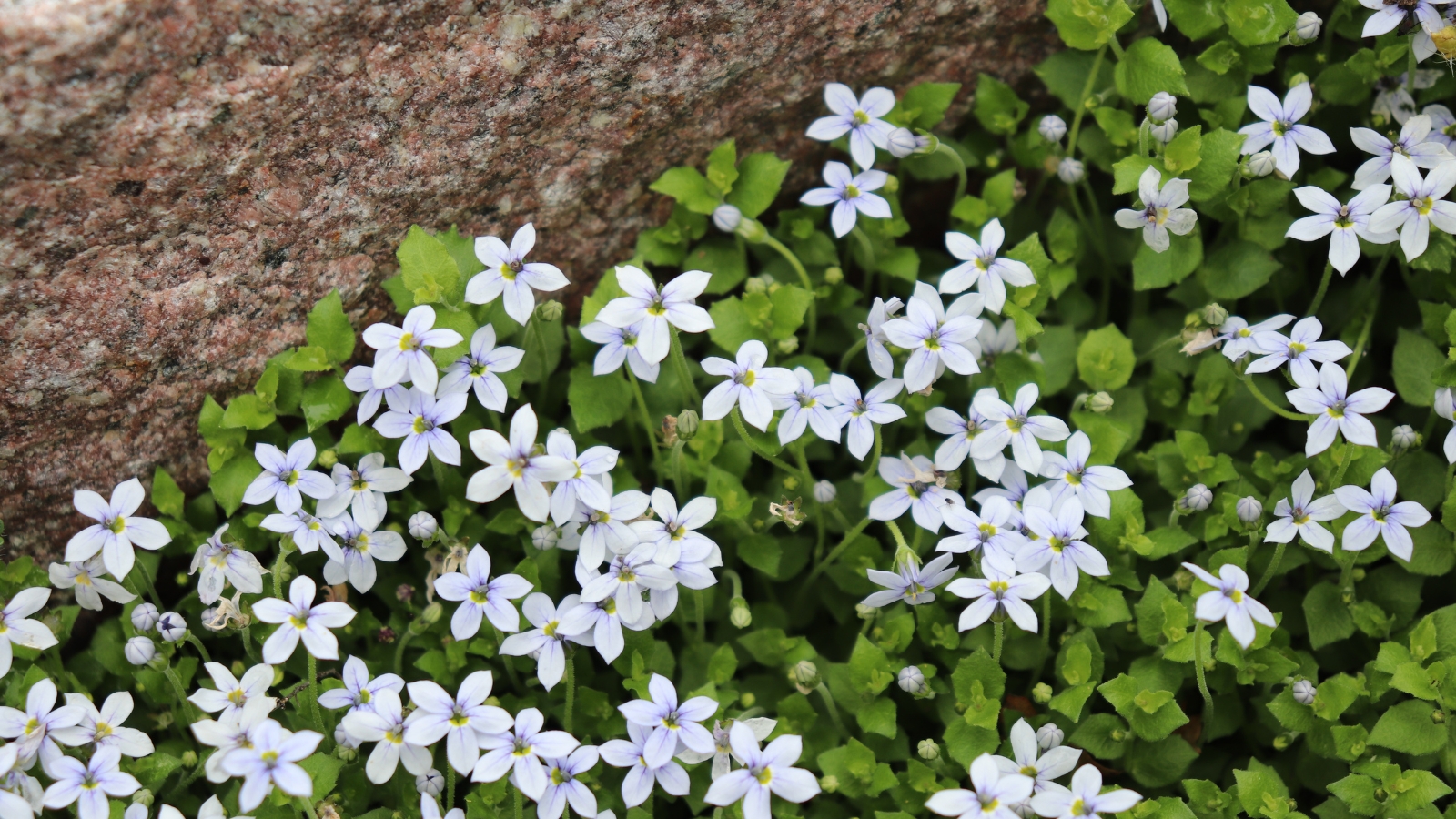 Pale blue Isotoma fluviatilis flowers forming a dense patch next to a large, smooth rock.