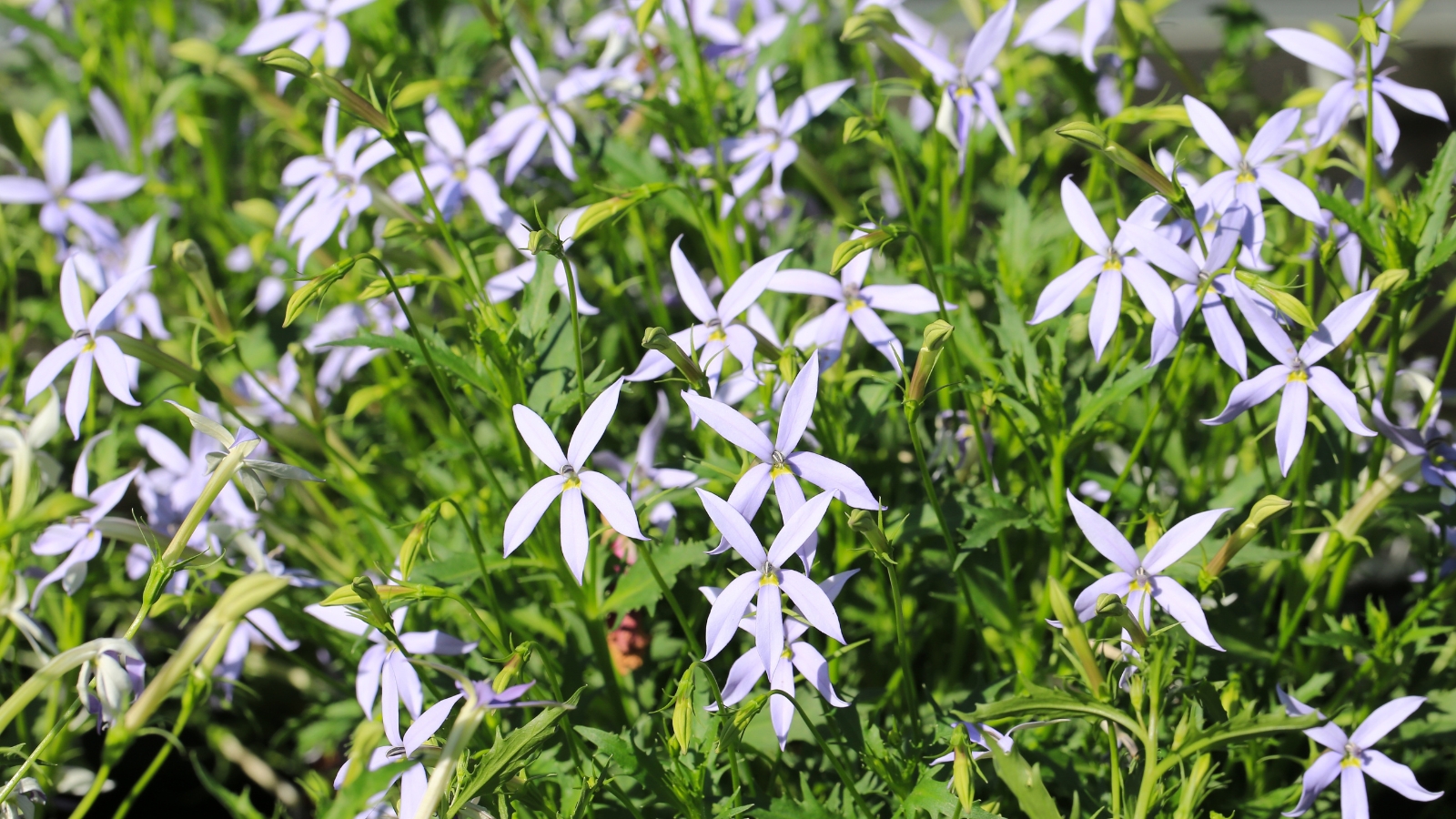 A sprawling patch of Isotoma fluviatilis showcasing star-shaped, pale blue flowers atop lush green leaves.