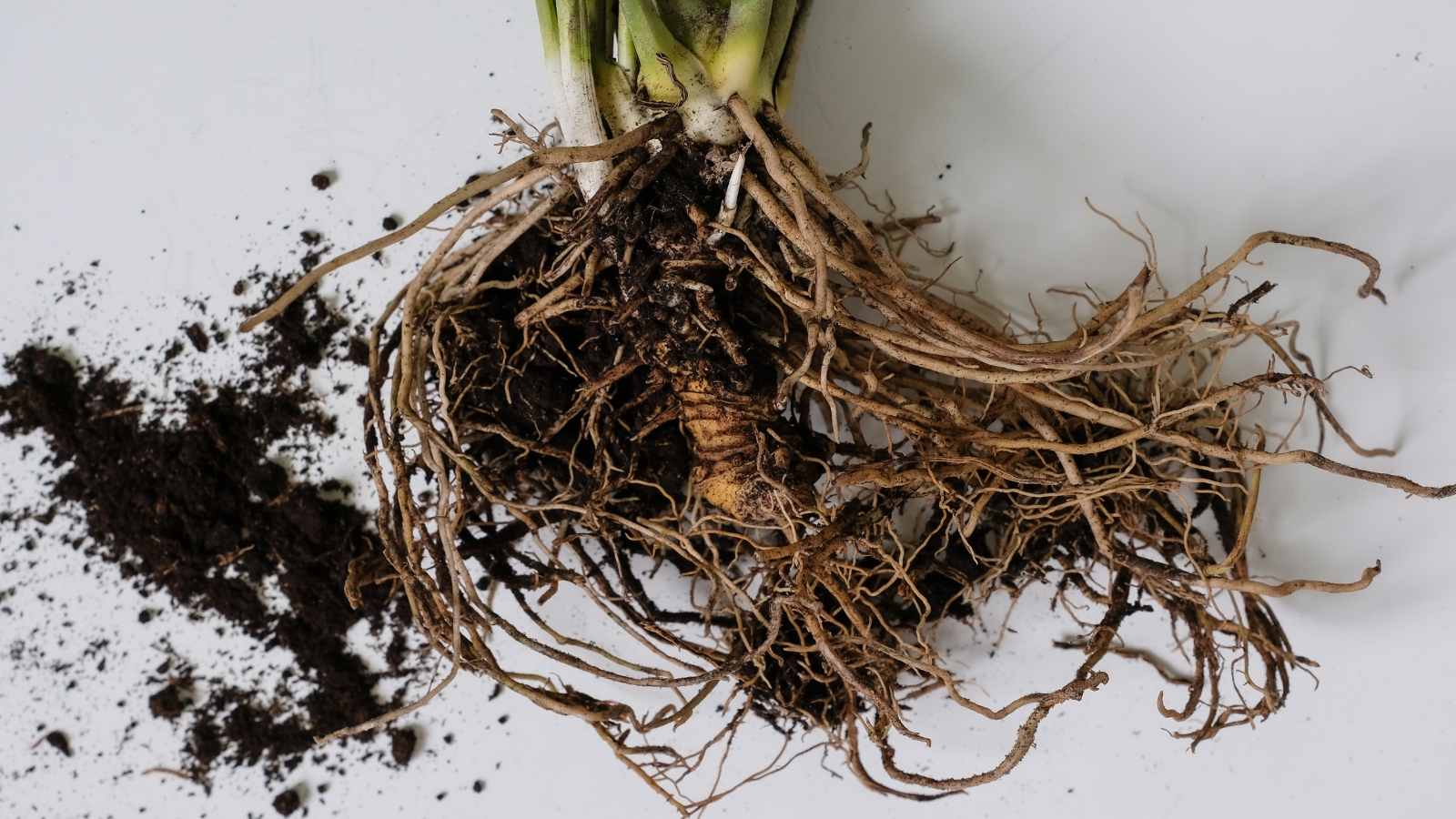 Exposed plant roots with clinging soil on a white surface, likely prepped for repotting or planting.