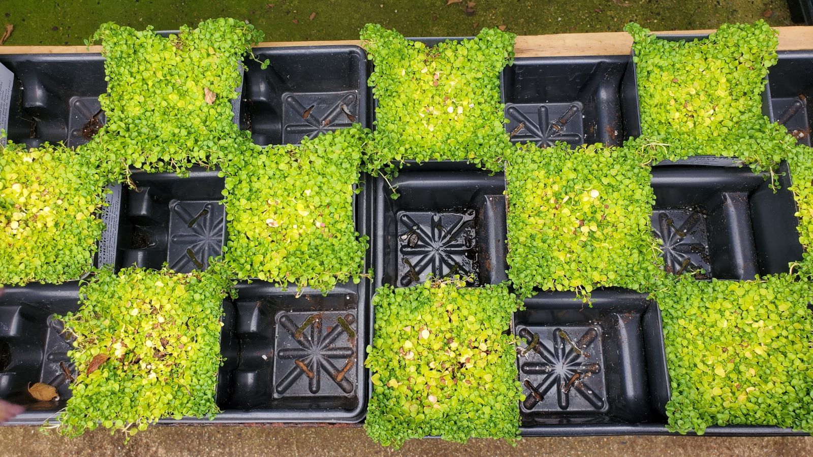 Potted clusters of Mentha requenii appearing bright green in black containers