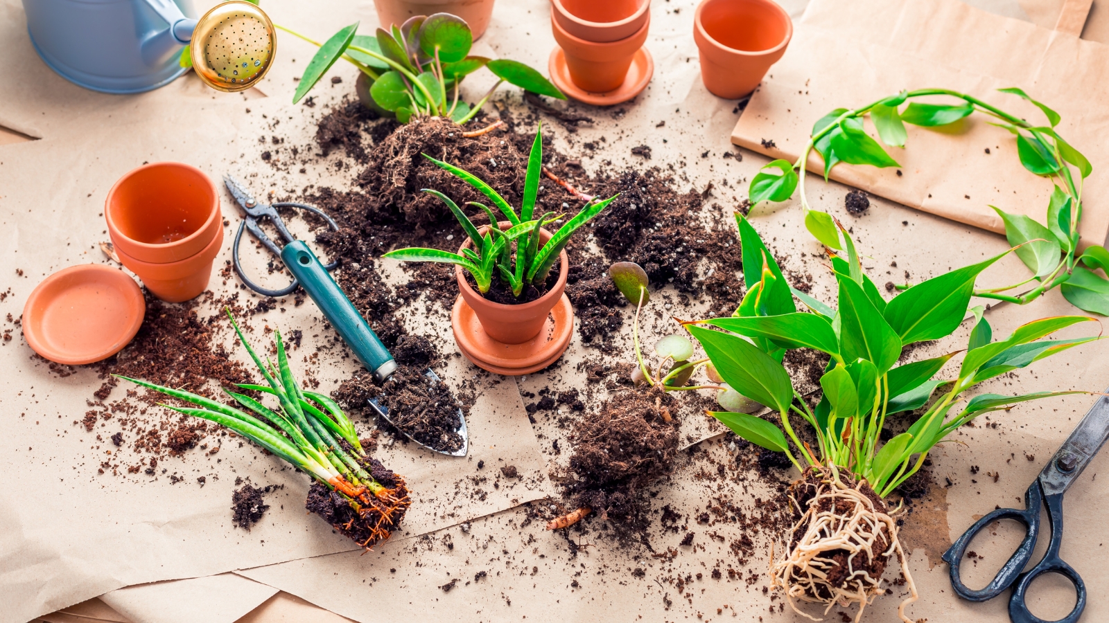 A tabletop filled with pots, soil, and gardening tools, featuring a few green plants ready for planting.