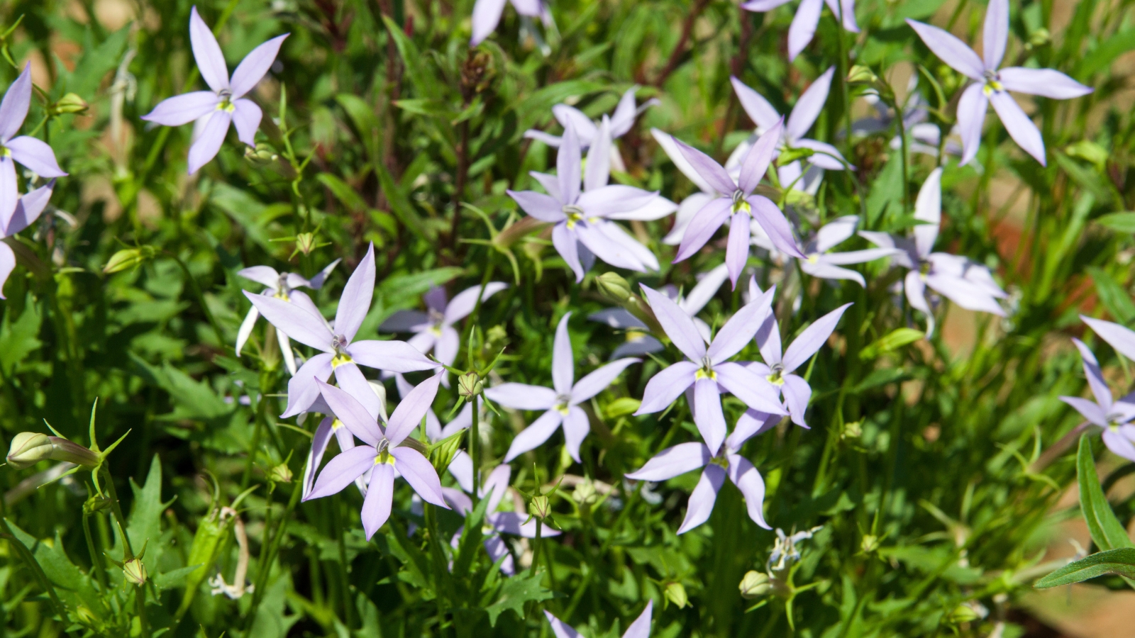 A healthy patch of Isotoma fluviatilis with an abundance of tiny blue star-shaped flowers.