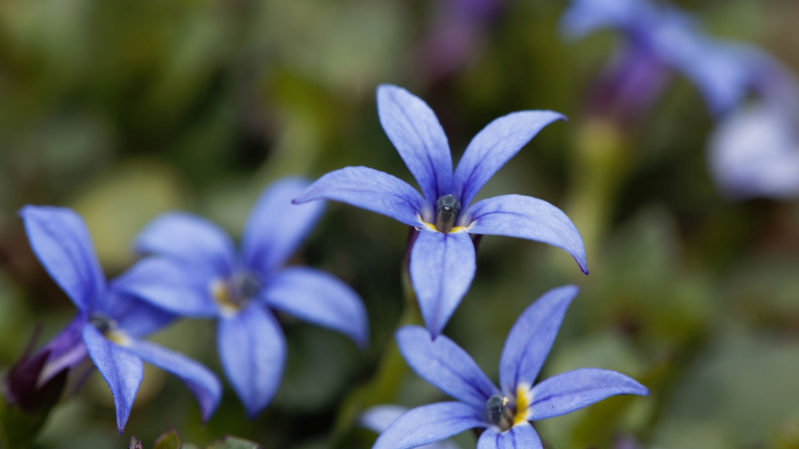 A close-up view of star-shaped, intense blue Isotoma fluviatilis flowers standing out against green vegetation.