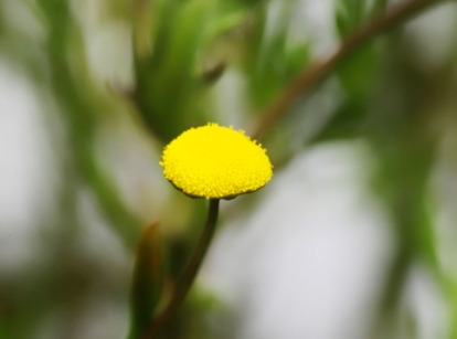 A single bright yellow flower head of Cotula coronopifolia perched on a thin green stem surrounded by delicate foliage.