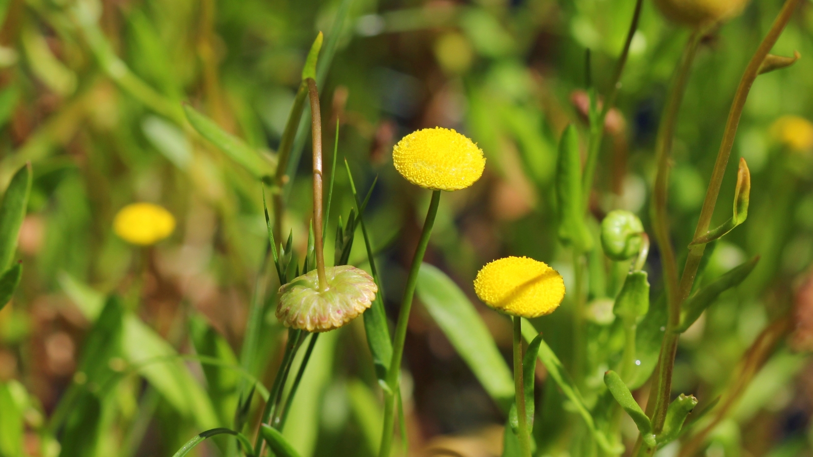 Cotula coronopifolia flower heads popping up amid tall, wild green foliage in a natural landscape.