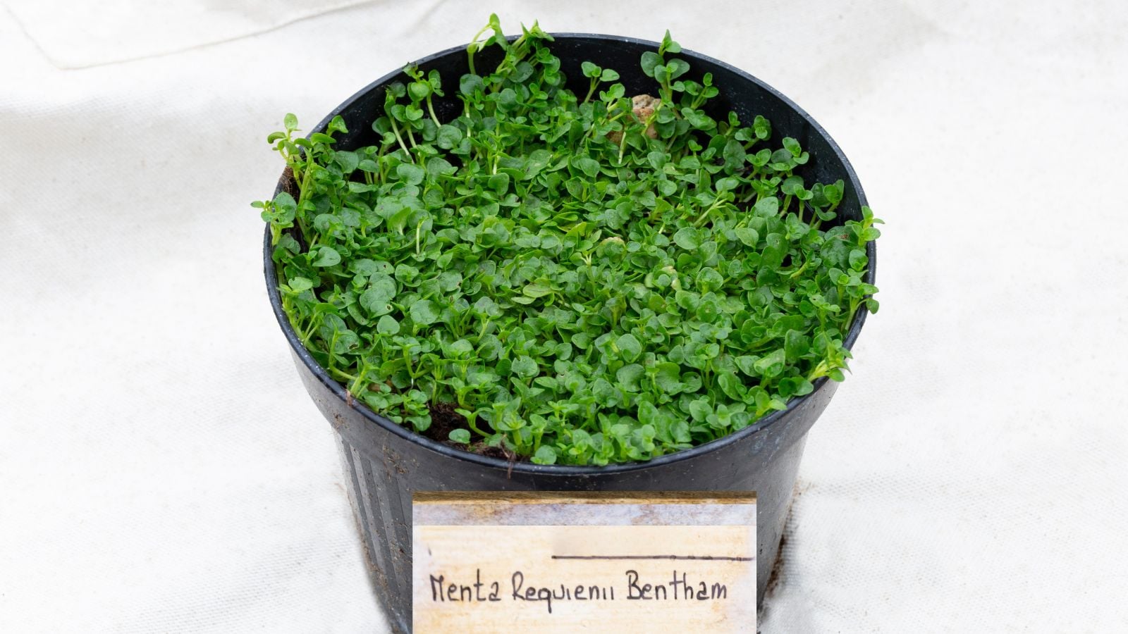 corsican mint in a black pot, appearing to have tiny rounded green leaves that look waxy and smooth