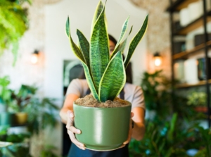 A close-up and focused shot of person holding a pot that has done the process to repot snake plant