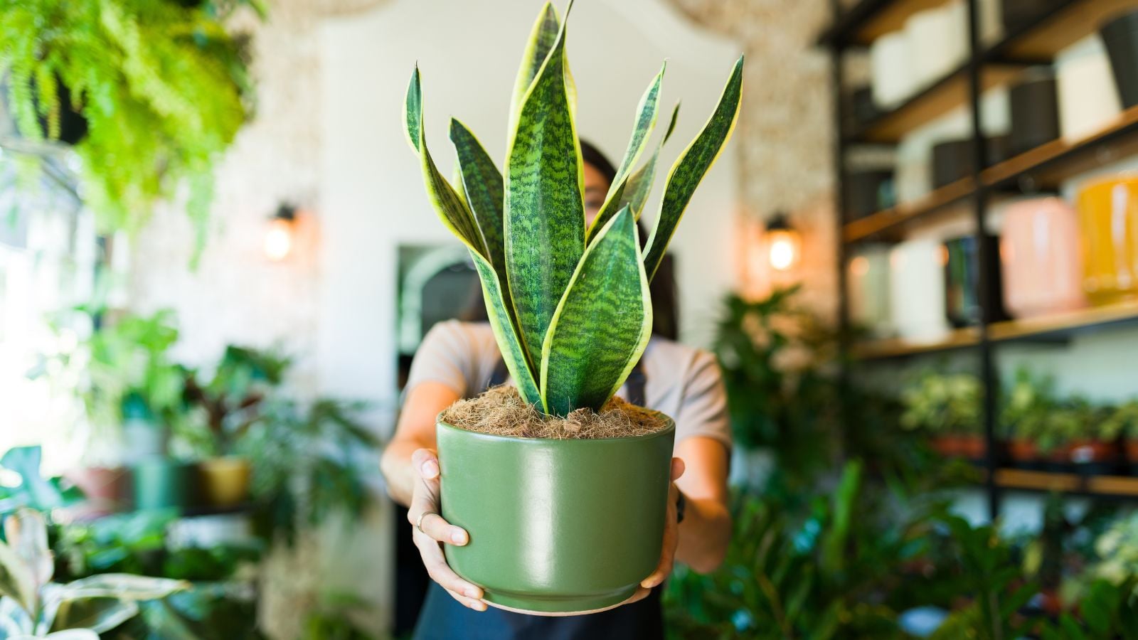 A close-up and focused shot of person holding a pot that has done the process to repot snake plant
