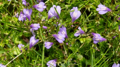 A close-up shot of a creeping herbaceous perennial showcasing its green foliage and pale lavender color in a well lit area outdoors