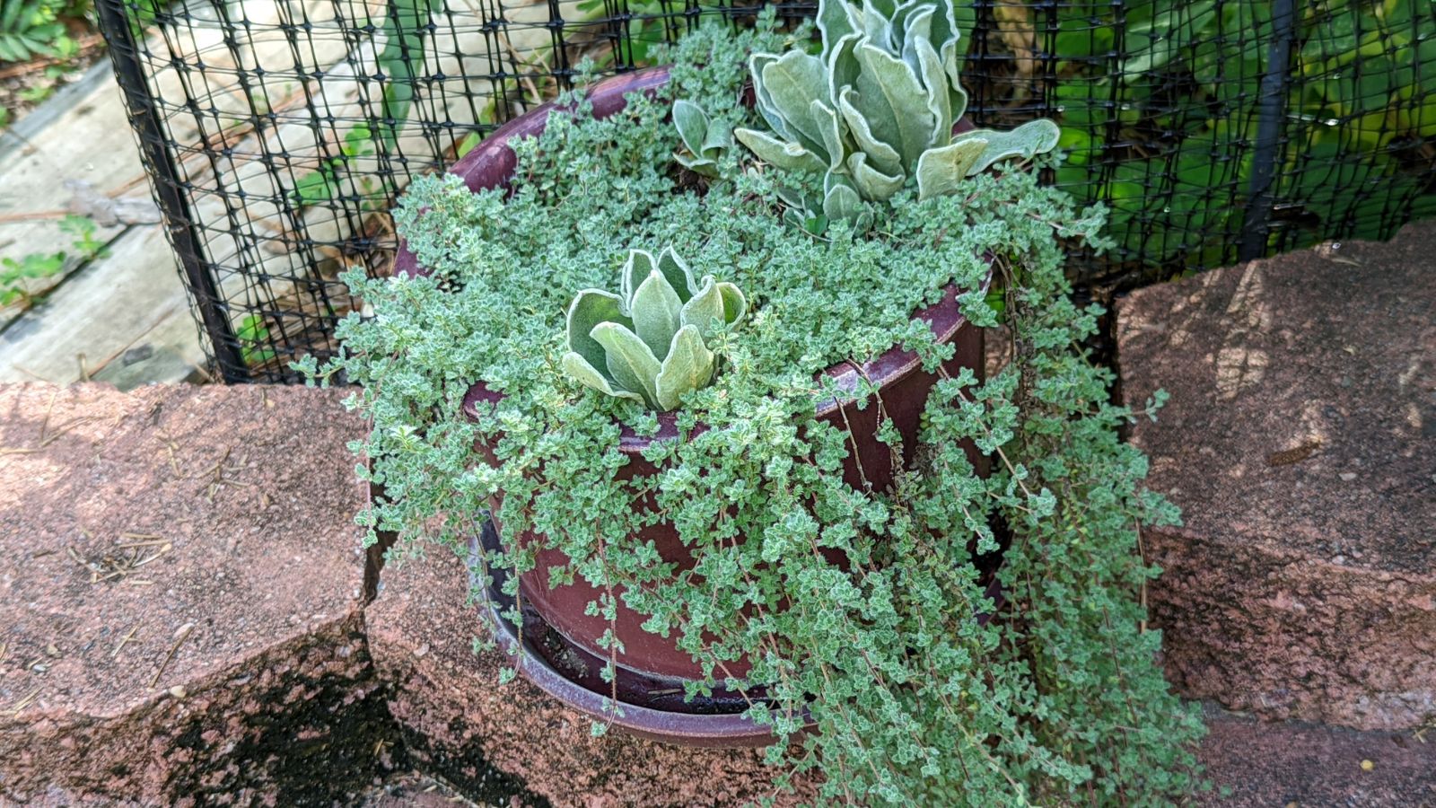 A close-up shot of an herbaceous perennial that is placed in a pot in a well lit area