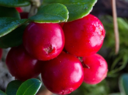 A close-up shot of red-colored fruits called lingonberries