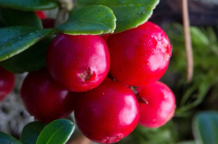 A close-up shot of red-colored fruits called lingonberries