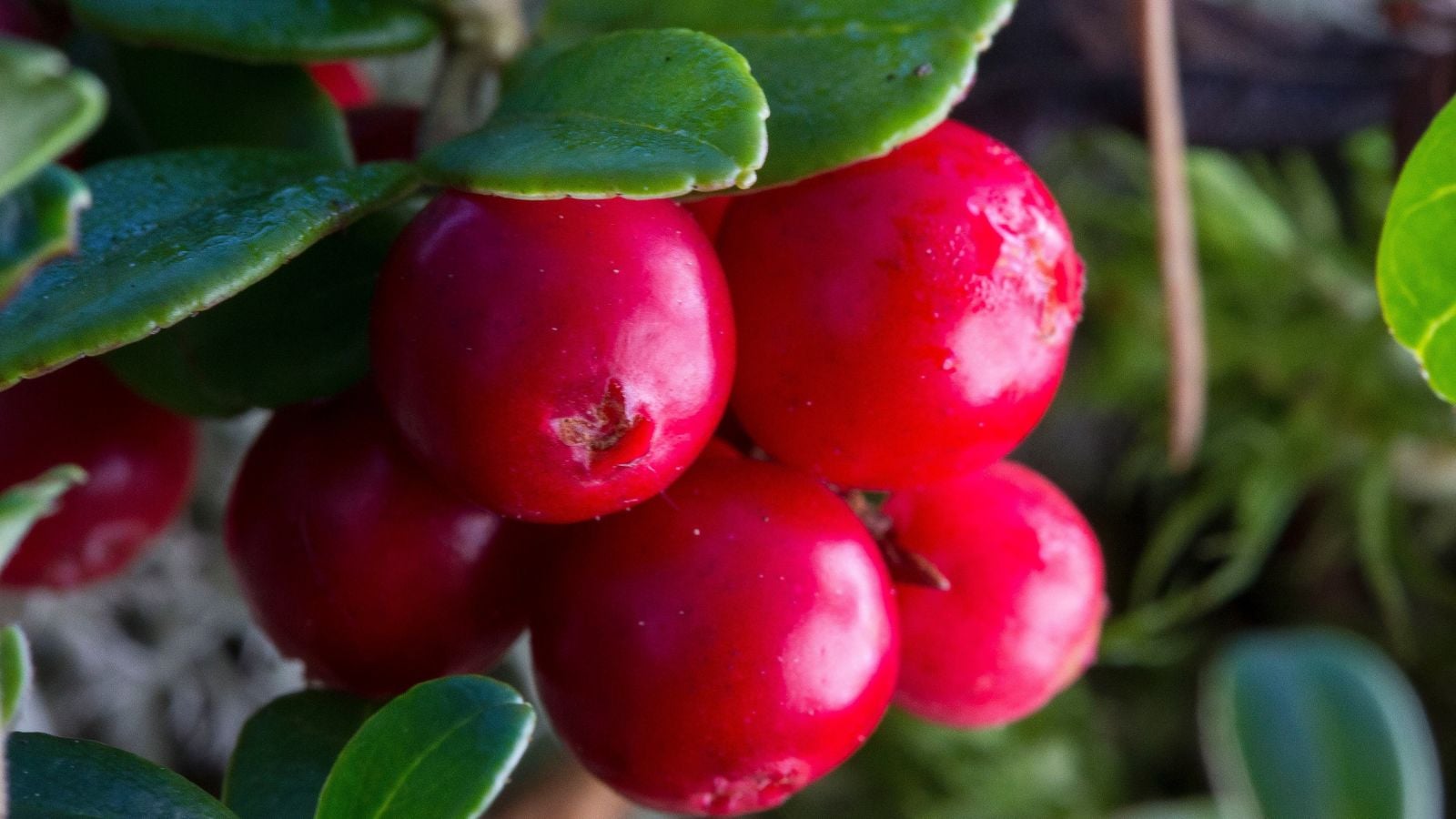 A close-up shot of red-colored fruits called lingonberries