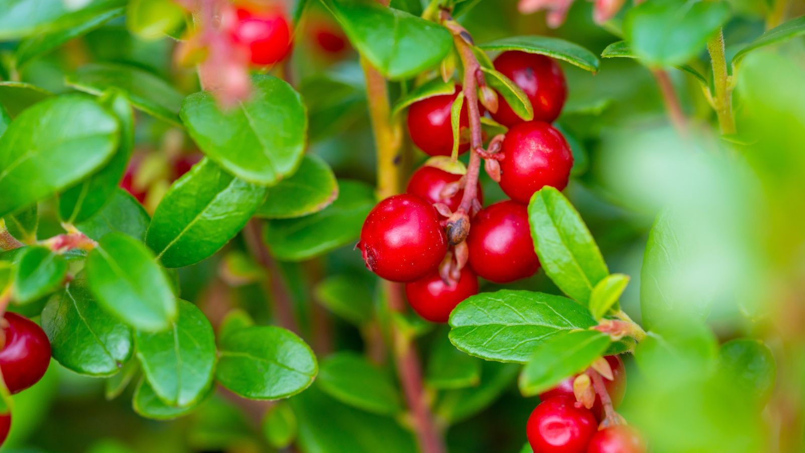 A close-up shot of red fruits and leaves of a shrub in a well lit area outdoors
