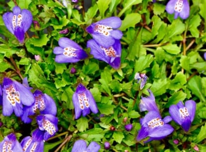 A close-up shot of the mazus reptans perennial