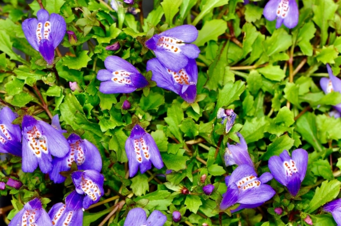 A close-up shot of the mazus reptans perennial