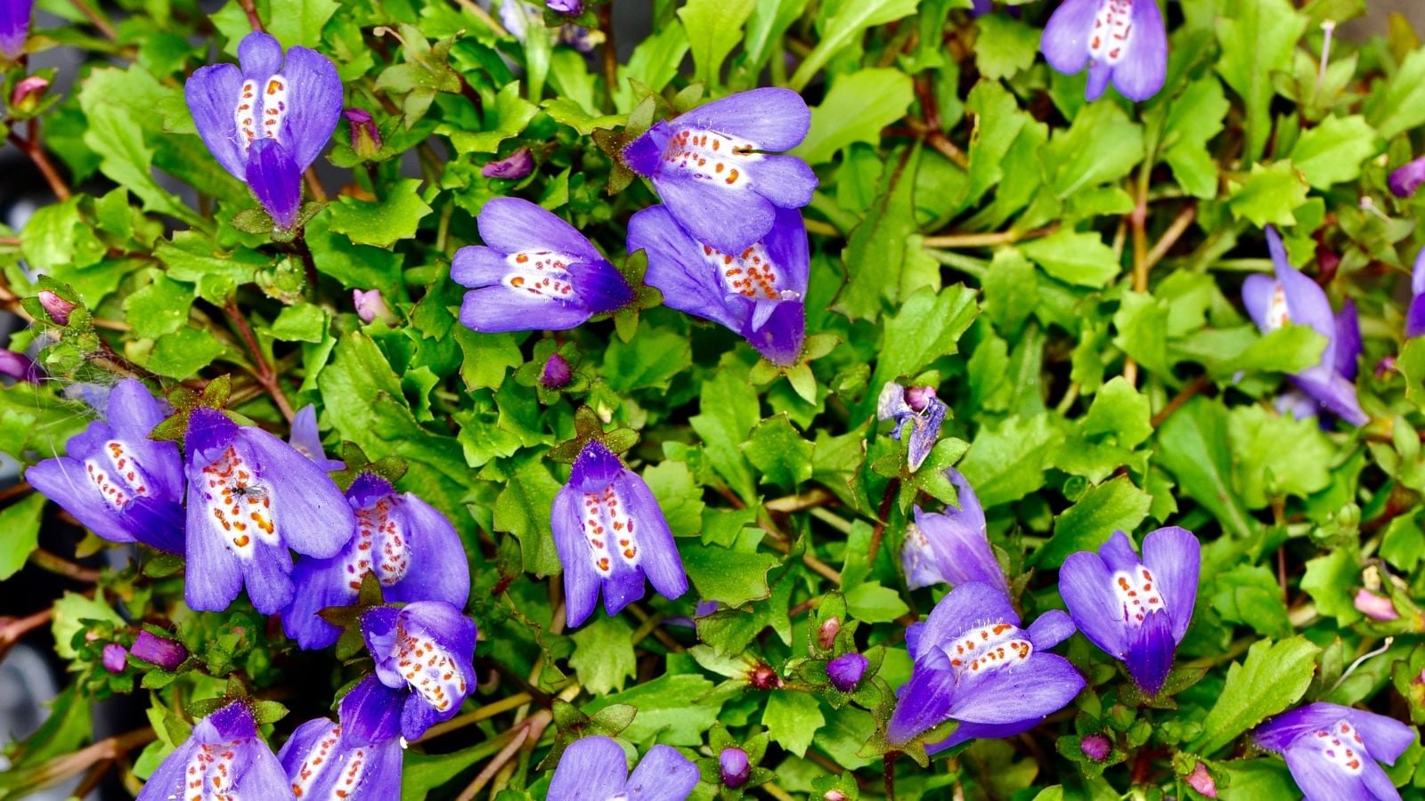 A close-up shot of the mazus reptans perennial