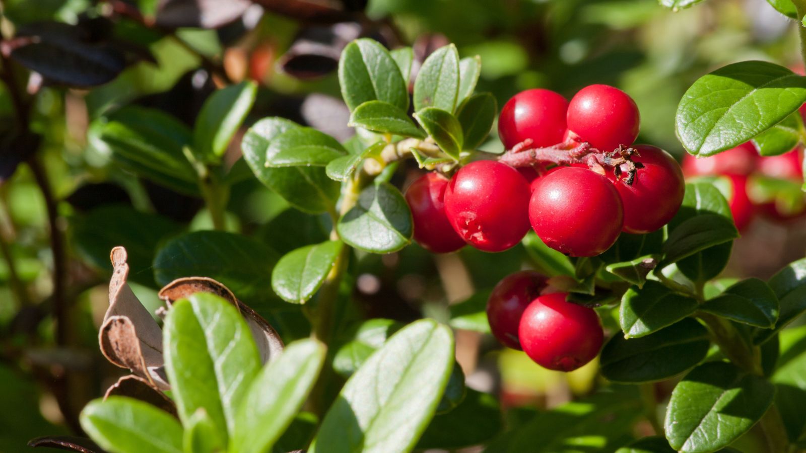 A close-up shot off fruits and leaves of a shrub basking in bright sunlight outdoors