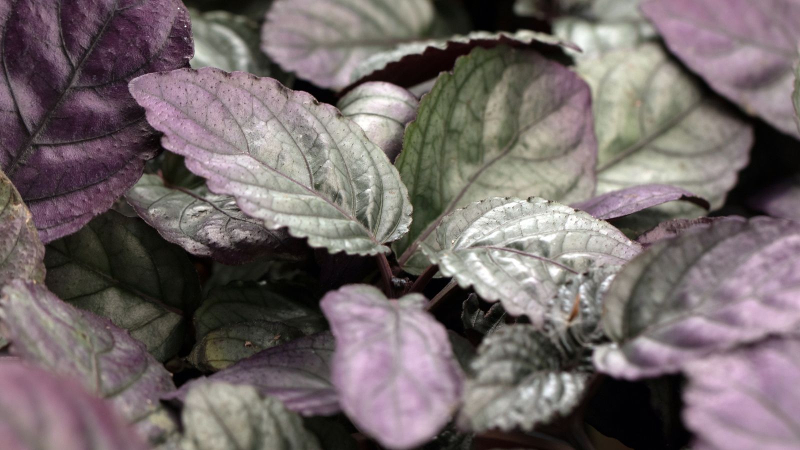 A closeup shot of Hemigraphis alternata leaves appearing to have serrated edges and silvery surfaces