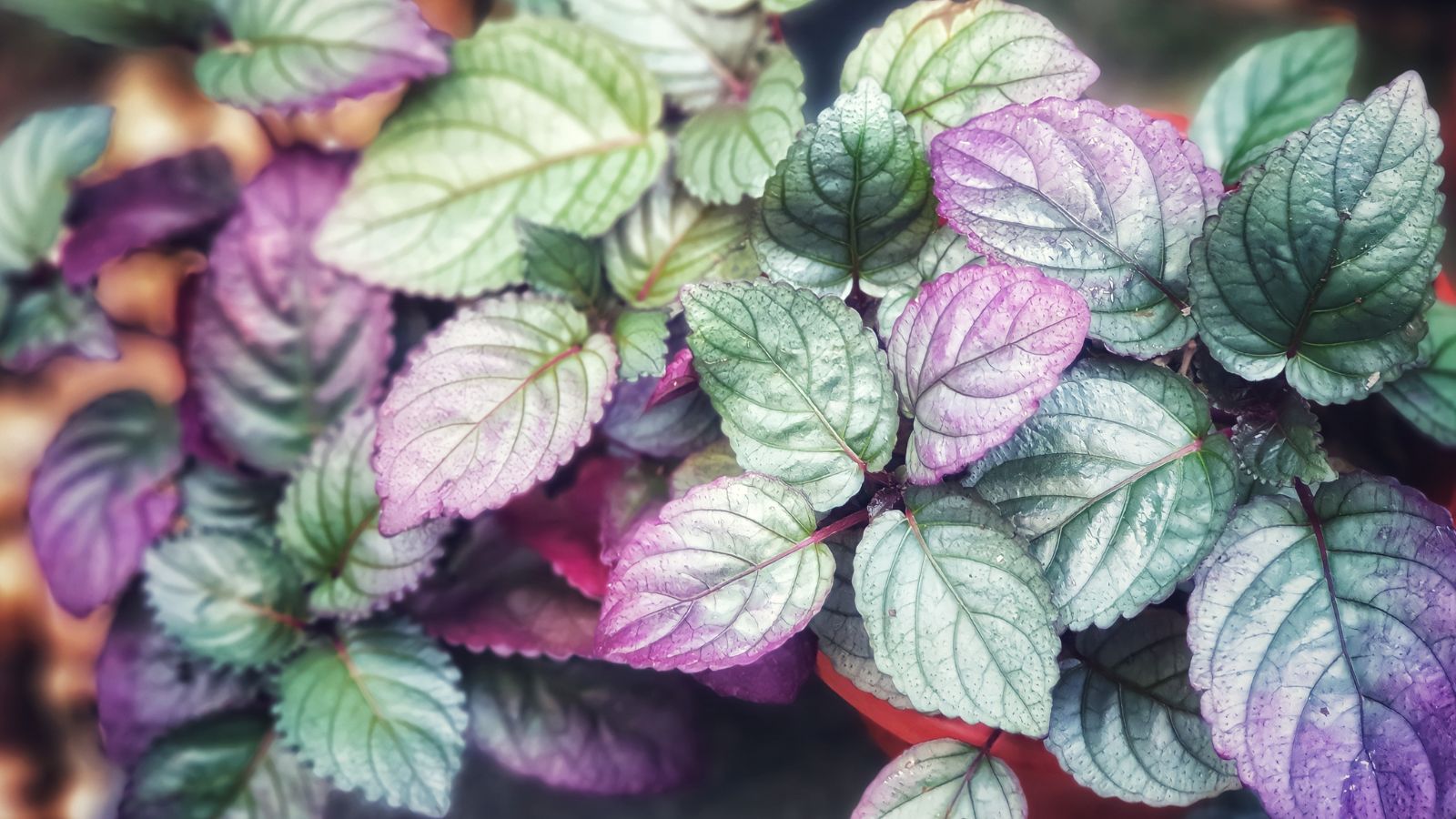 A lovely Hemigraphis alternata plant under bright light making the leaves look ethereal and pastel-colored