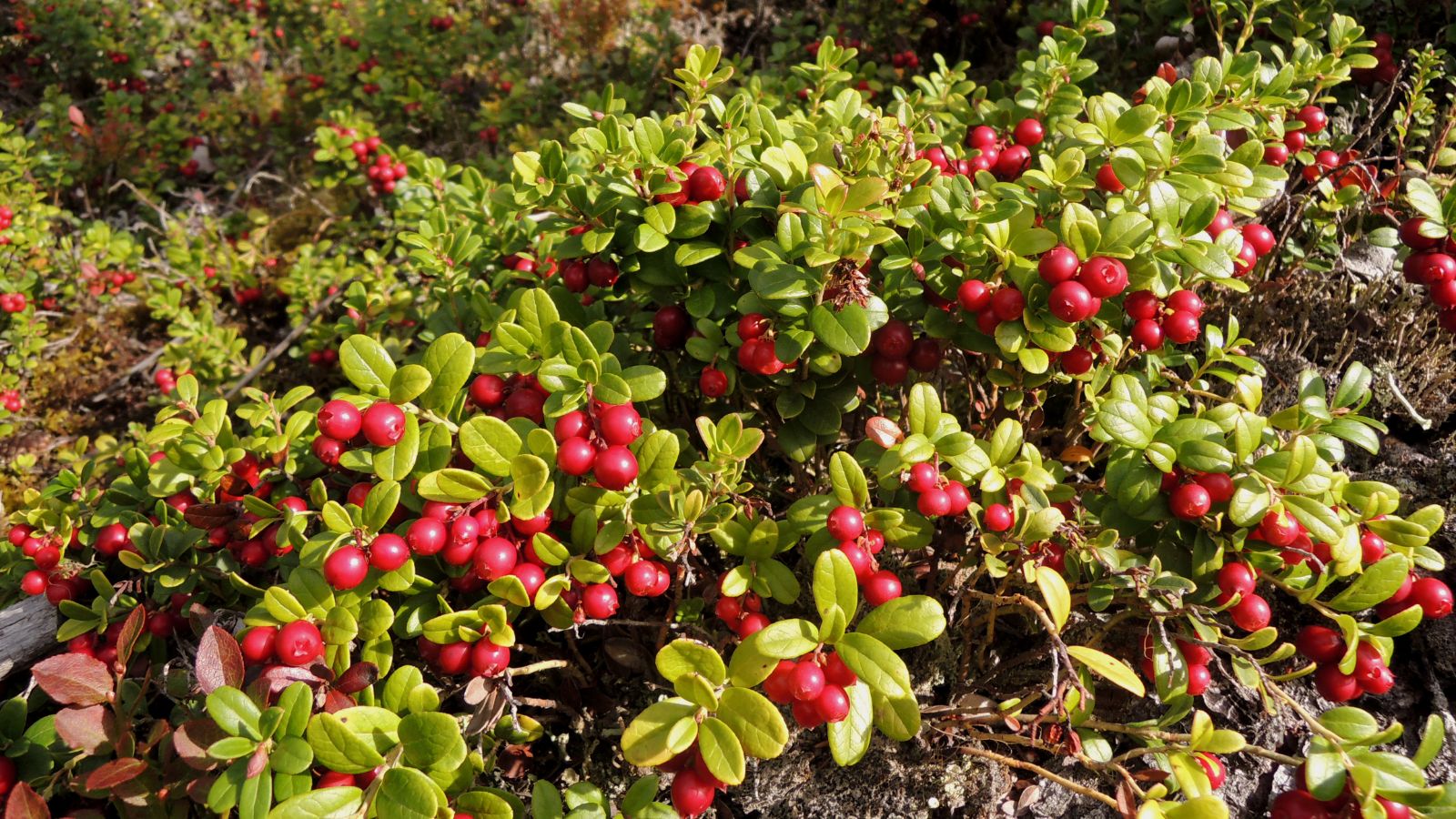 A shot of a composition of fruits and leaves of a shrub in a well lit area outdoors