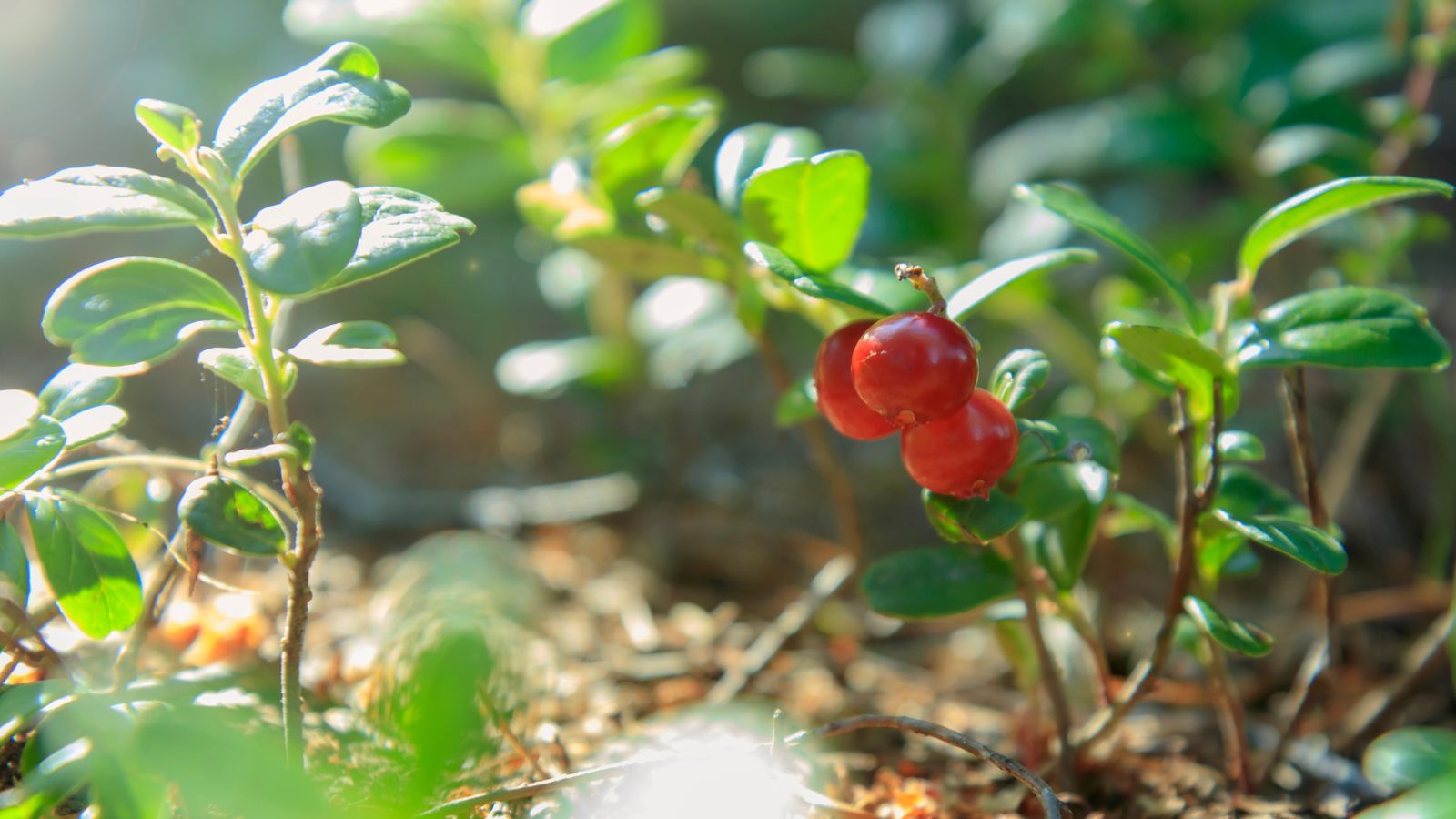A shot of a developing fruit along with its leaves in a well lit area outdoors