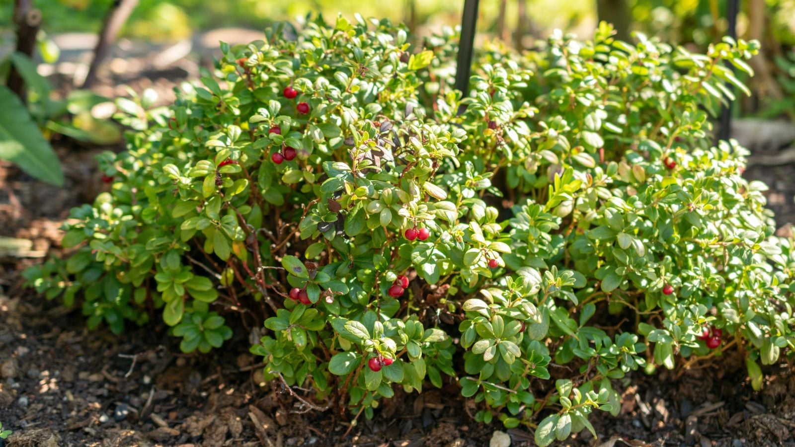 A shot of a developing shrub and its fruits in a well lit area outdoors