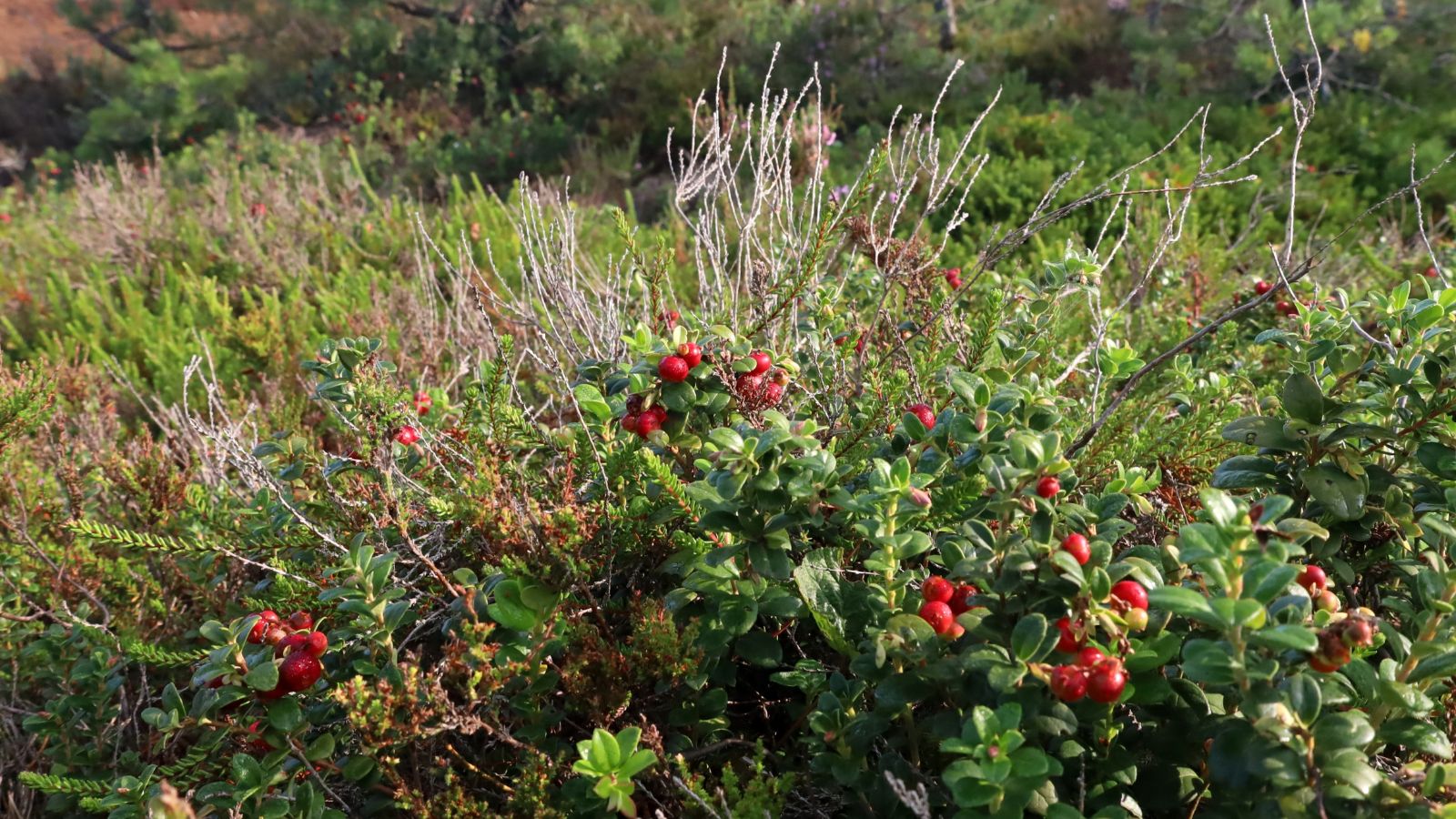 A shot of a dwarf form of a fruit-bearing shrub in a well lit area outdoors