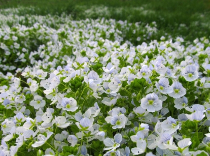 A shot of a field of creeping speedwell