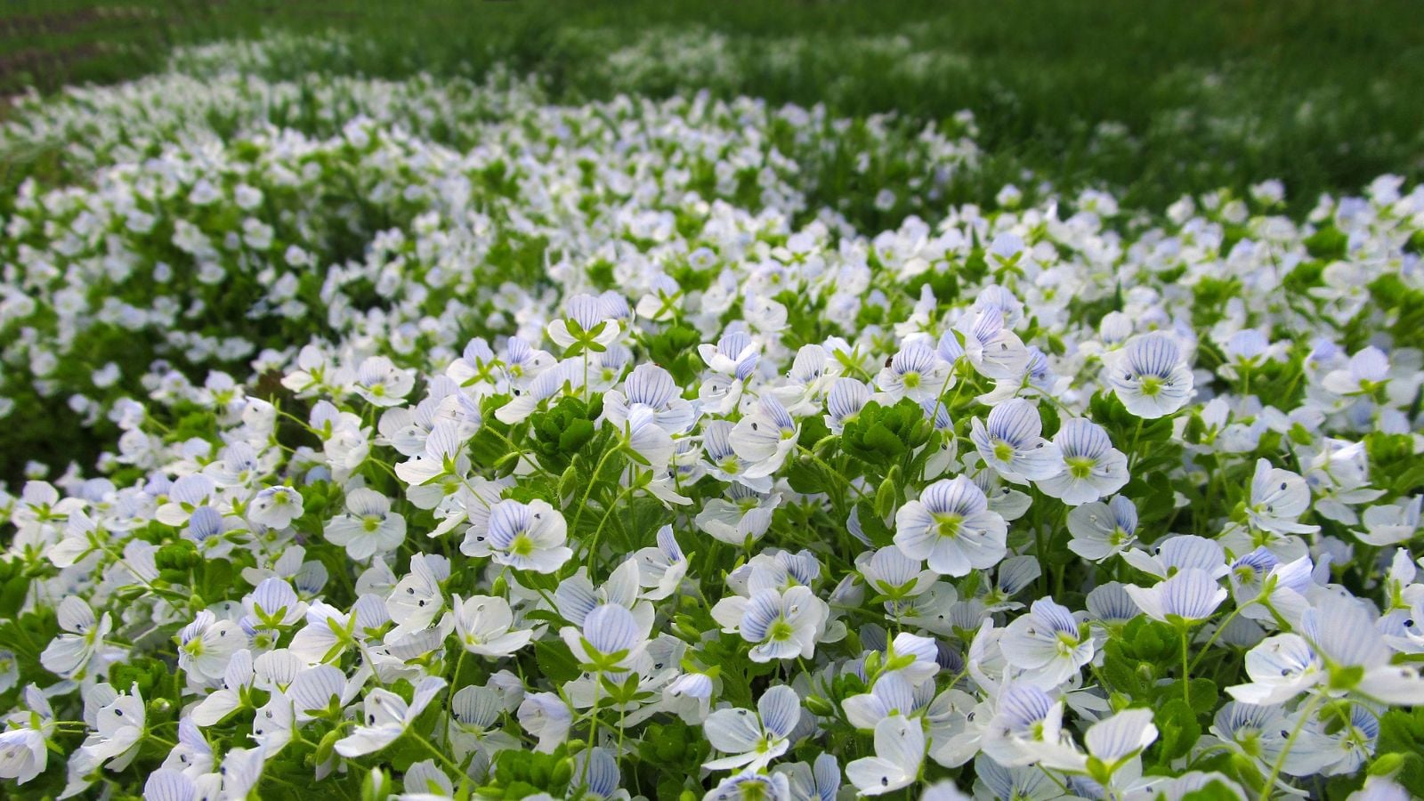 A shot of a field of creeping speedwell