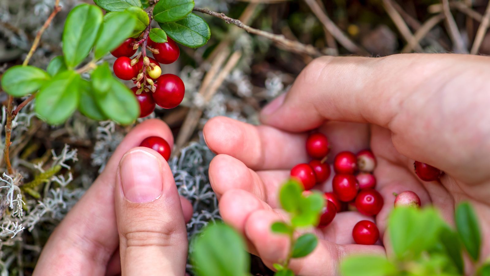 A shot of a person's hand in the process of harvesting fruits in a well lit area outdoors
