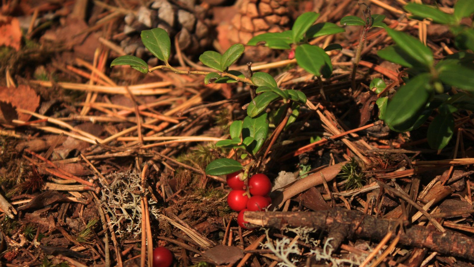 A shot of a red whotleberry on soil ground in a well lit area outdoors