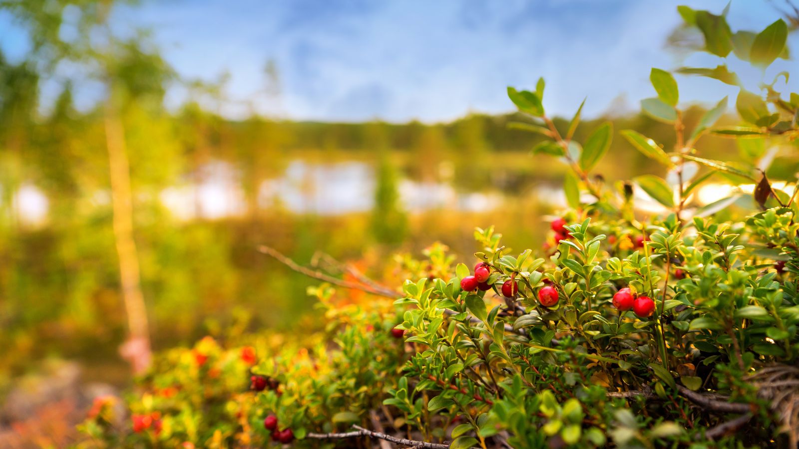 A shot of a row of developing shrubs in a well lit area
